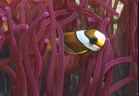 Heteractis malu